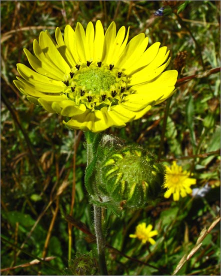 sm 491 Coastal Tidy Tips.jpg - Coastal Tidy Tips (Layia platyglossa): These natives were quite common in the flat grassy areas just inland from the beach.